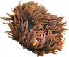 Anemone13.jpg