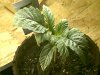 may 08 2009005.jpg