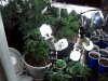 100_0168.jpg