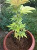 first plant ever 1.jpg first plant ever 1.jpg