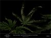 Sweet Seeds - Black Jack - Master Fryer ao.jpg Sweet Seeds - Black Jack - Master Fryer ao.jpg