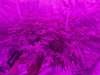 10-2-19 - Day 20 Flower side.jpg
