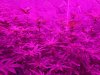 10-2-19 - Day 20 Flower closer.jpg