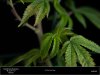 HSO-Blue Fire- Sick Plants Leaf 3.jpg