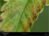 HSO-Blue Fire- Sick Plants Leaf 1.jpg