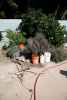 weeding 10-09-19.png