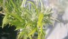 Rella99, Early Oct, Brother Sweetleaf 1.jpg Rella99, Early Oct, Brother Sweetleaf 1.jpg