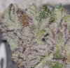 Close Up.JPG