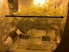 defoliate.jpg