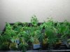2009_0501picsJasons0077.jpg