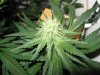 Grow Tip.jpg