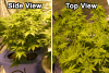 YIELDS-10.png