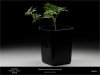 Sweet Seeds - Black Jack - Plant A Recoverd From Spidermite.jpg