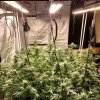 Large room with 3 mars hydro sp250 and a Mars ii led. How do you feel about these plants Good.jpg