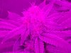 10-23-19 - Day 41 close up 2.jpg