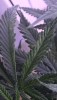 25938D98-E237-4BD1-9CD2-C96265FC3ADA.png