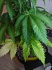 IMG_20191105_164914.jpg