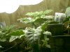 may 10 2009-s-001.jpg