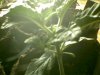 may 10 2009-s-010.jpg