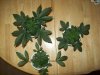 100_0175.jpg
