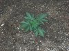 100_0181.jpg