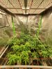 GrowTent.jpg