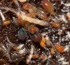 root aphids.jpg