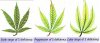 how-to-fix-sulfur-deficiency-marijuana.jpg