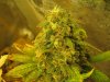 10whitewidow09 002.jpg