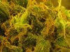 10whitewidow09 005.jpg