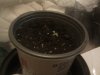 plant1.jpg