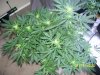 MJ pics 011.jpg