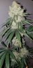 CF flower SCJ 2.jpg