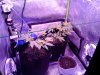 IMG_20191130_130140_553.jpg