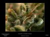 HSO-The New - Day 69 Flower - Its A;; About The Trichomes.jpg