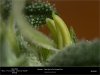 Sweet Seeds - San Fernando Lemon Kush - Bananas.jpg