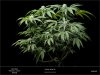 Sweet Seeds - Black Jack - Plant A - Smaller - 06-12-2019.jpg