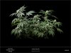 Sweet Seeds - Black Jack - Plant B - Larger - 06-12-2019.jpg