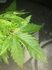 IMG-20191208-WA0007.jpg