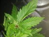 IMG-20191208-WA0011.jpg