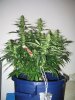 310962_side_3_weeks-med.jpg