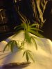 DSC00915.jpg