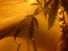 DSC00917.jpg