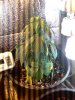 p_00115.jpg