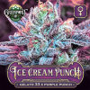 ice-cream-punch-gelato-33-feminized-cannabis-seeds-r-c.png