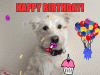 giphy - 2020-01-01T151022.790.gif