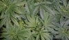 the weed.jpg