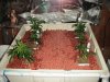 grow01_week02.jpg