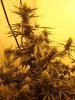 buds8.jpg