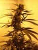 buds10.jpg